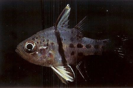 Orbiculate cardinalfish.jpg
