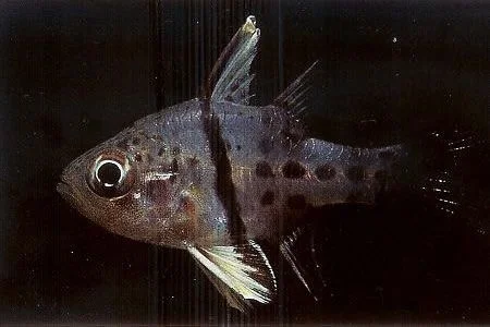 Orbiculate cardinalfish.webp