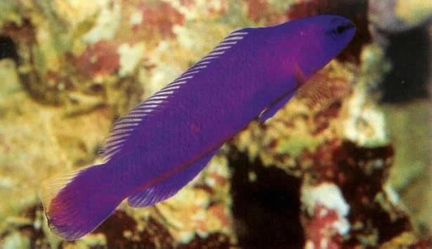 Orchid Dottyback.webp