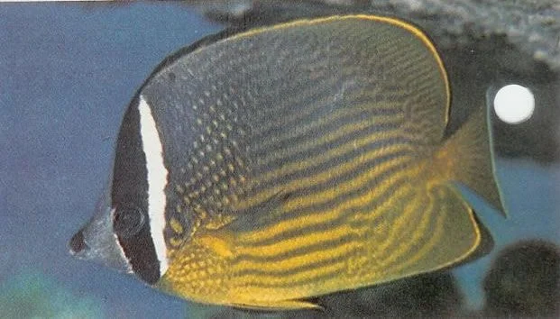 Oriental butterflyfish.webp