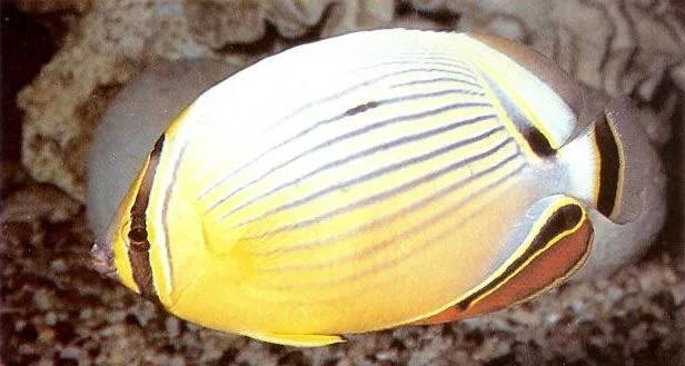 Pacific pinstriped butterflyfish.webp