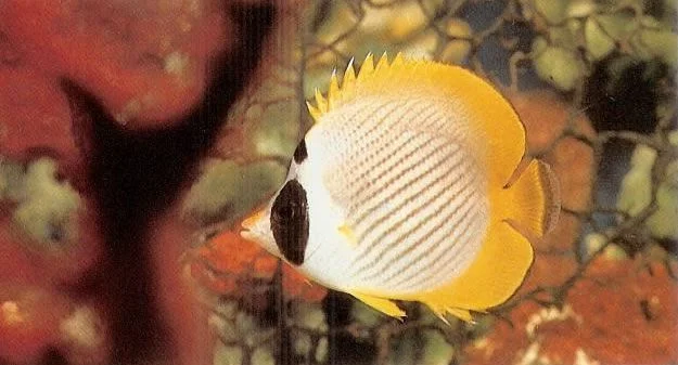 Panda butterflyfish.webp