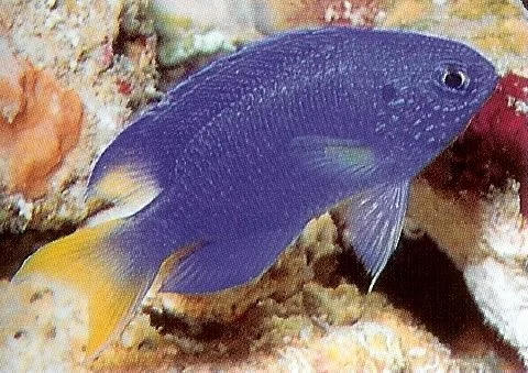 Pavo Damselfish.webp