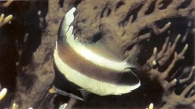 Pennant bannerfish.webp