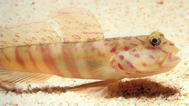 Pinkspotted shrimp goby.jpg