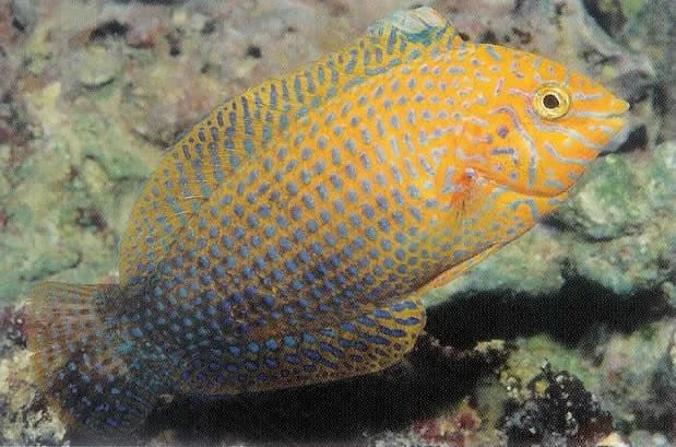 Potters Leopard Wrasse.webp