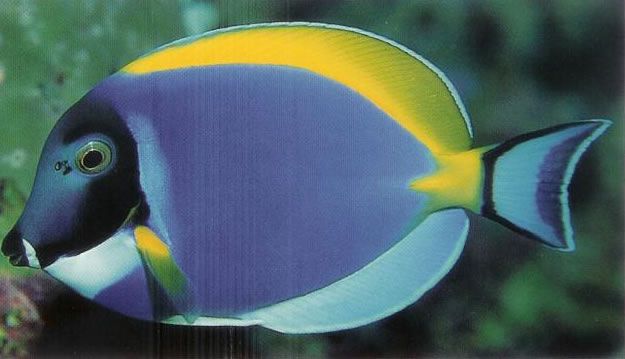 Powder blue surgeonfish.jpg