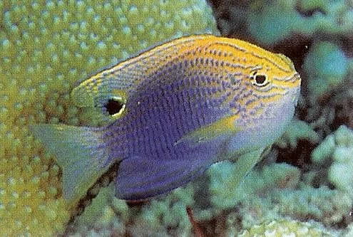 Princess Damselfish.webp