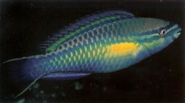 Princess Parrotfish.jpg