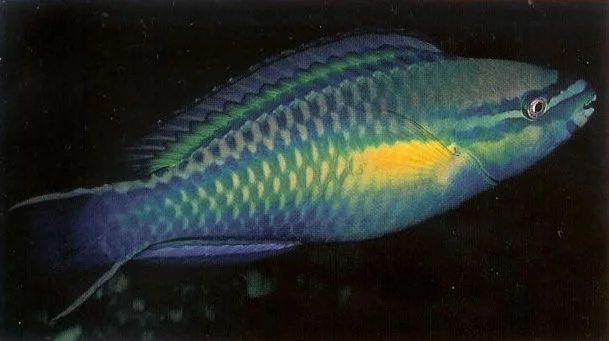 Princess Parrotfish.webp