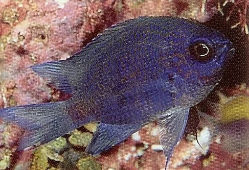 Purple Chromis.webp