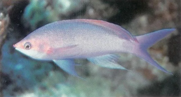 Purple Queen Anthias.webp