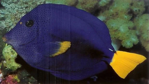 Purple tang.webp