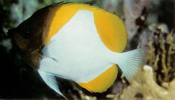 Pyramid butterflyfish.webp