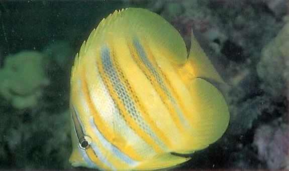 Rainfords butterflyfish.webp