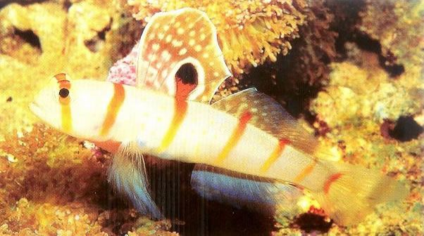 Randalls shrimp goby.jpg