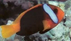 Red and Black Anemonefish.webp