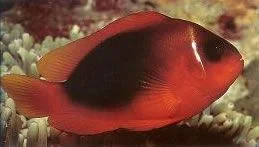 Red Saddleback Anemonefish.webp