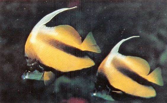 Red sea bannerfish.jpg
