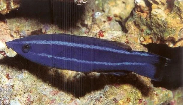 Red Sea Cleaner Wrasse.webp