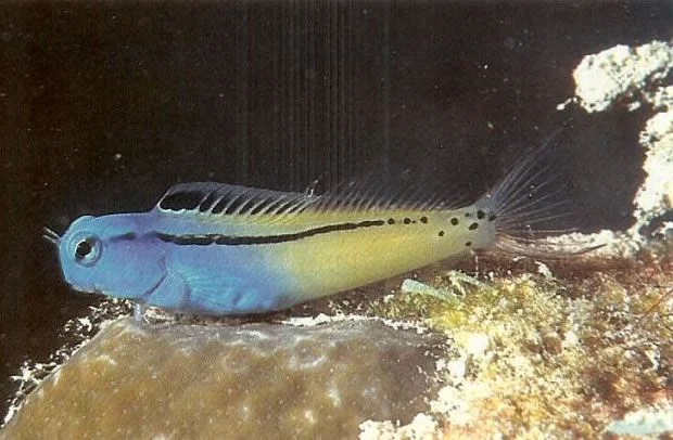 Red sea mimic blenny.webp