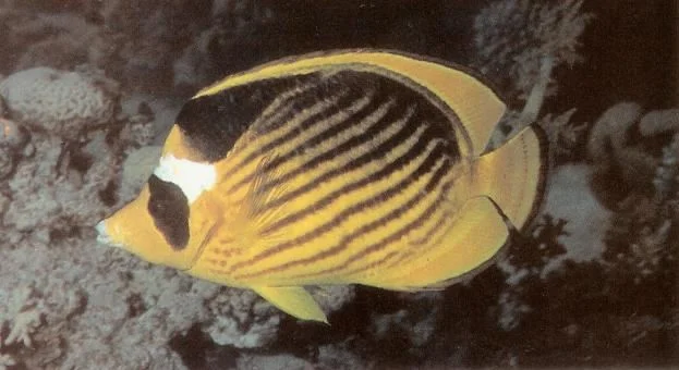 Red sea raccoon butterflyfish.webp