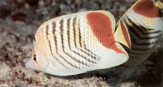 Redback butterflyfish.webp