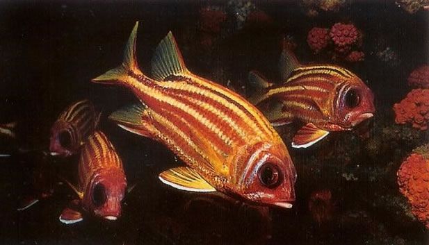 Redcoat squirrelfish.jpg