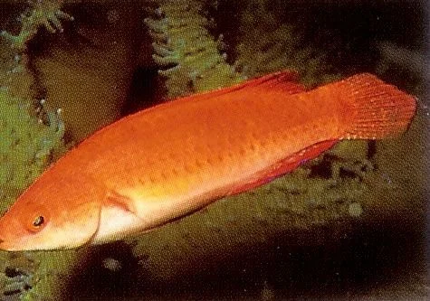 Redfin Fairy Wrasse.webp