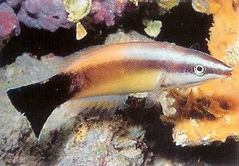 Redlipped Cleaner Wrasse.webp