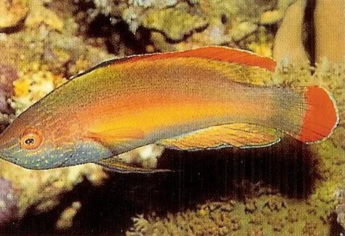 Redmargin Fairy Wrasse.webp