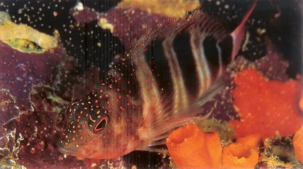 Redspotted hawkfish.jpg