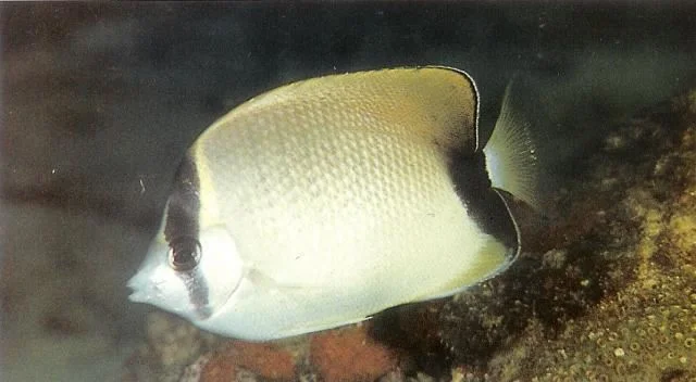 Reef butterflyfish.webp