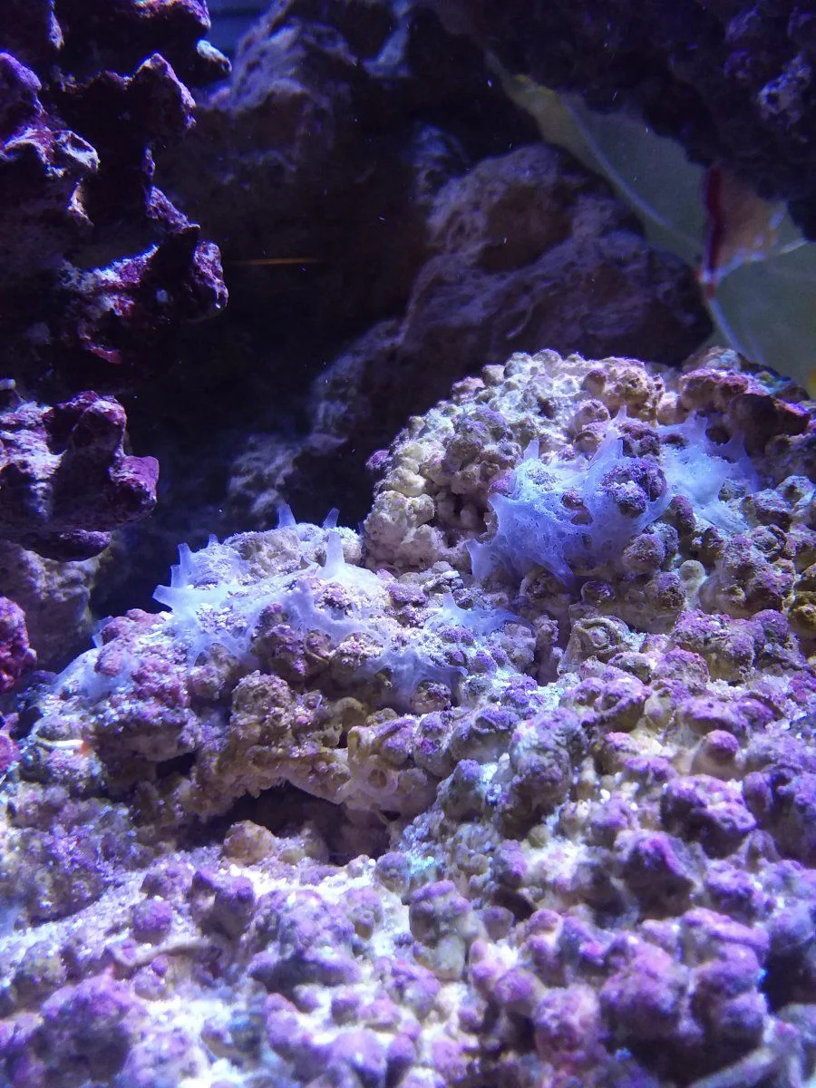 Reef Critter.webp