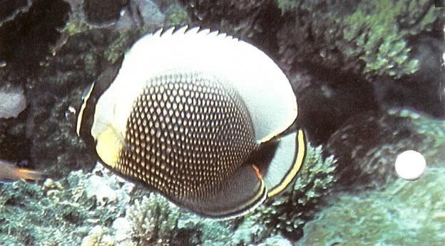 Reticulated butterflyfish.webp