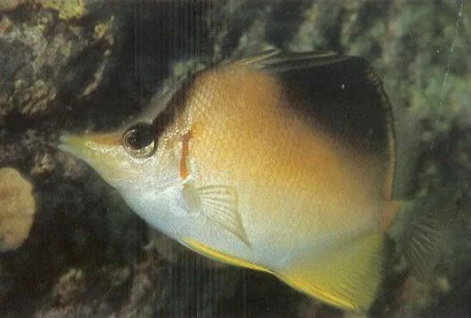 Rosy butterflyfish.webp