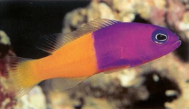 Royal Dottyback.webp