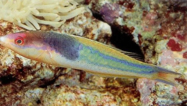 Royal Pencil Wrasse.webp