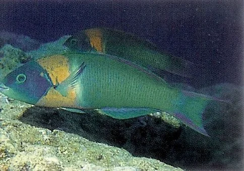 Saddle Wrasse.webp