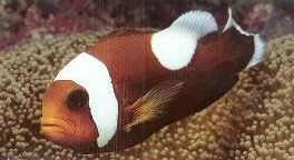 Saddleback Anemonefish.webp