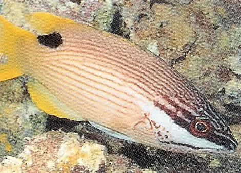 Saddleback Hogfish.webp