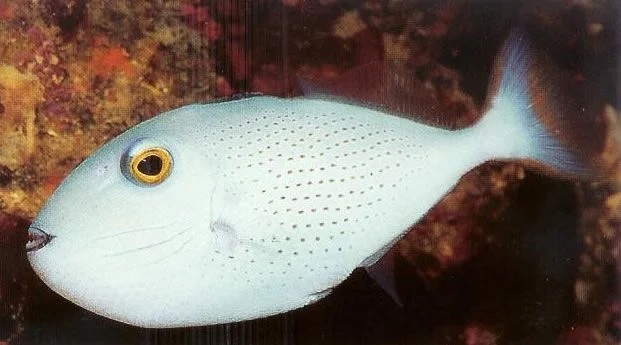 Sargassum Triggerfish.webp