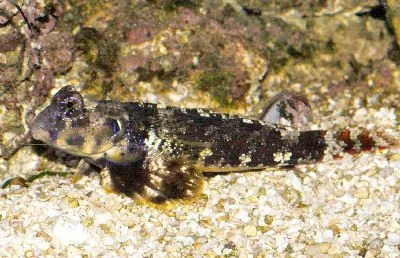 Scooter dragonet.webp