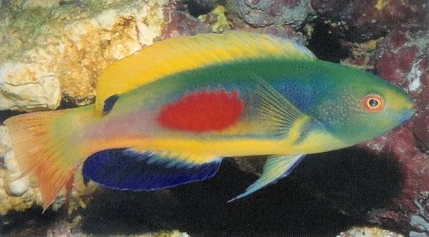 Scotts Fairy Wrasse.webp