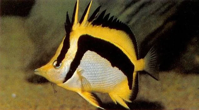 Scythe butterflyfish.webp