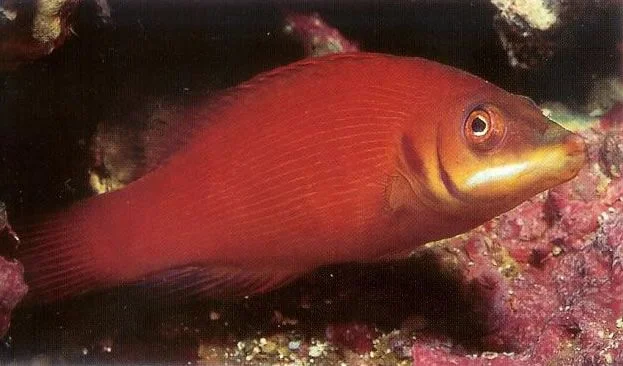 Secretive Wrasse.webp