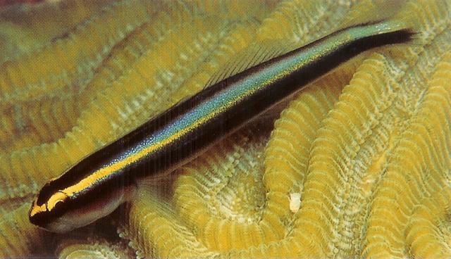 Sharknose goby.jpg