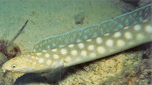 Sharptail snake eel.jpg