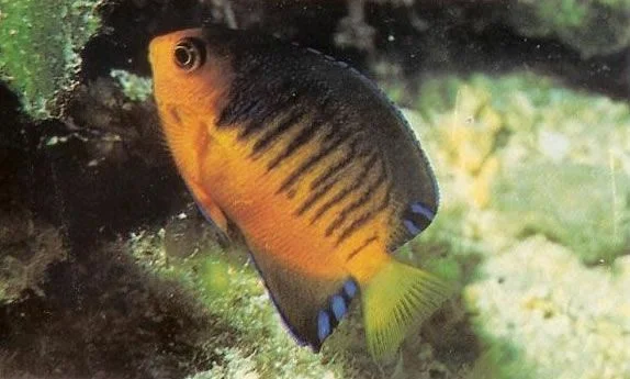 Shepards Angelfish.webp