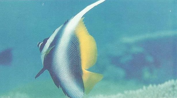 Singular bannerfish.jpg